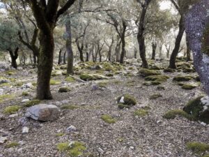 Mallorca GR221 wood