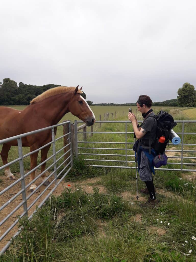 Horse on Boudicca Way near Tasburgh