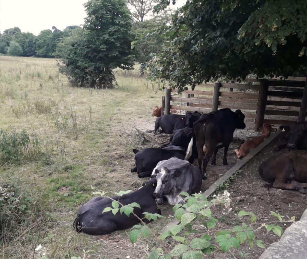 Boudicca Way cows in Trowse