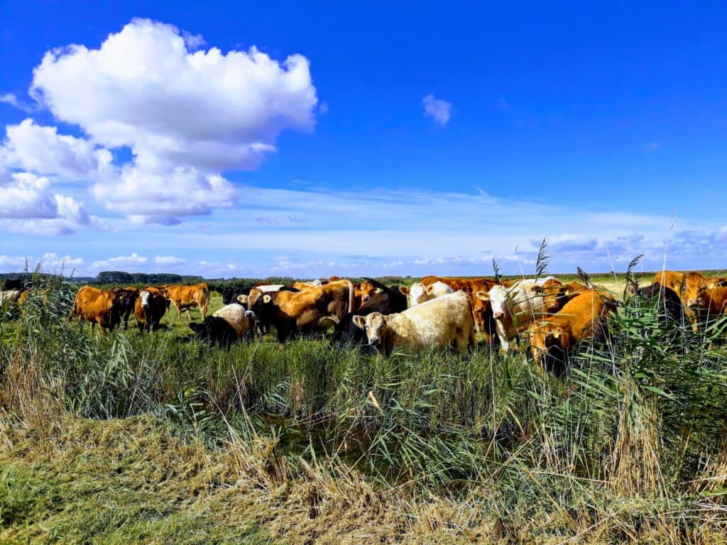 Curious cows near Burnham Norton